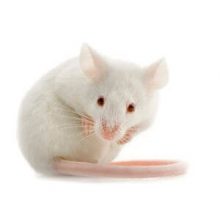 white lab mouse