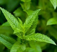 shoot of green peppermint, plant