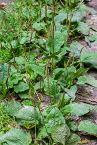 green leaves of Plantago major with seed spikes