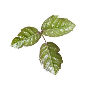 Poison Oak leaves