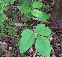 poison ivy plants in the underbrush