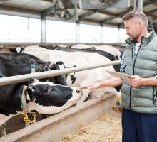 cows in a barn with man touching cow's nose could allow transmission of bird flu