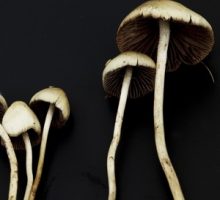 Psilocybe semilanceata, magic mushroom, cancer death anxiety