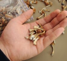 Hand holding several dried Psilocybe magic mushrooms