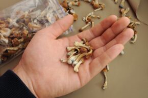 Hand holding several dried Psilocybe magic mushrooms