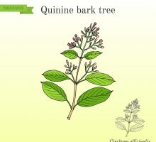 Quinine Bark Tree, Cinchona officinalis illustration