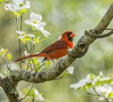 bright red cardinal can carry bird flu virus