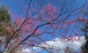 Redbud blooming in early spring, 2024