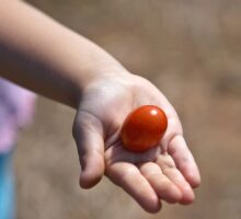 child holding out tomato as part of Mediterranean diet