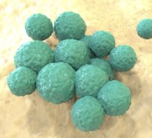 Staphylococcus epidermidis, 3D illustration