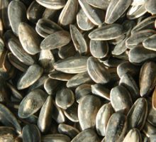 sunflower seeds; drivers chew them to stay alert