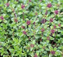 The old wives knew plants like thyme and oregano make important compounds; here,Thymus citriodorus (Lemon thyme or Citrus thyme) in the garden