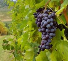 grape bunch hanging on vine