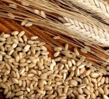 whole grains: stalk of wheat and wheat berries