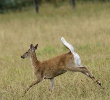 A white tailed deer runs in a field
