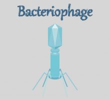 An illustration of a bacteriophage used to fight bacteria