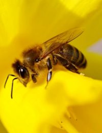 Do You Have a Favorite Remedy for Bee Sting?