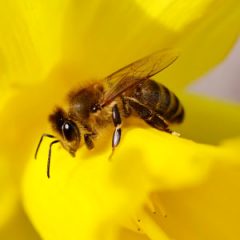 tobacco spit on bee sting Do You Have a Favorite Remedy for Sting? Whiskey lullabies - It's a