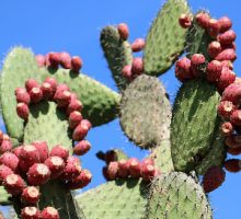 a prickly pear (nopal) cactus