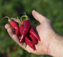 Hand holding some red chili peppers in a vegetable garden.