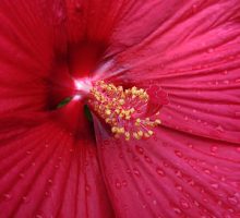 a close up of a red hibiscus flower