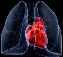 3d rendered anatomy illustration of human lung and heart