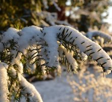 wintertime scene of a snowy branch