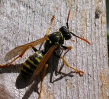 a wasp or yellow jacket