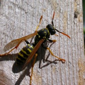 is tobacco good for a wasp sting Sliced Onion for Wasp Stings
