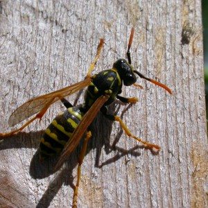 does putting tobacco on a wasp sting help Sliced Onion for Wasp Stings