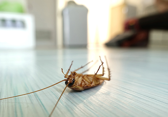 Does Windex Kill Ants