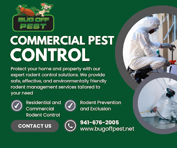 Ant Control in Punta Gorda