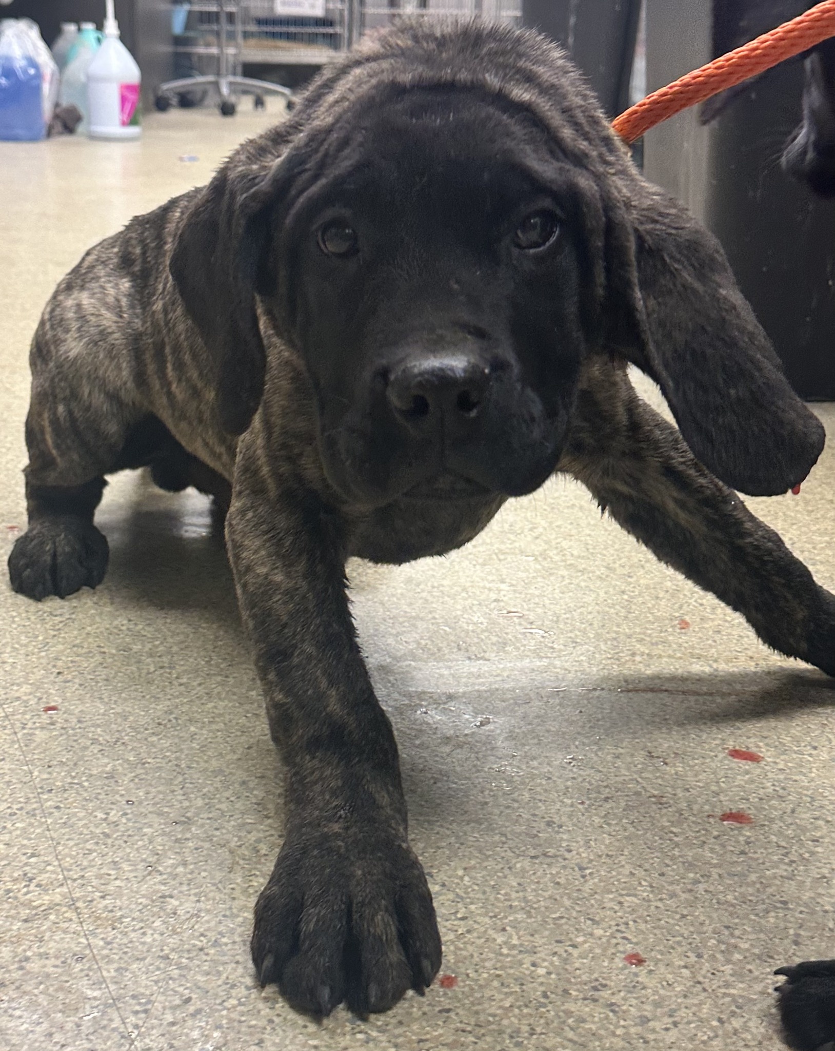 Street puppy needed brain surgery and rescuers and surgeon stepped up to help