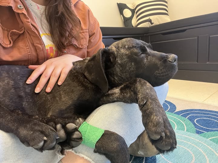 Hearts break as puppy who underwent brain surgery due to extreme neglect lost his battle