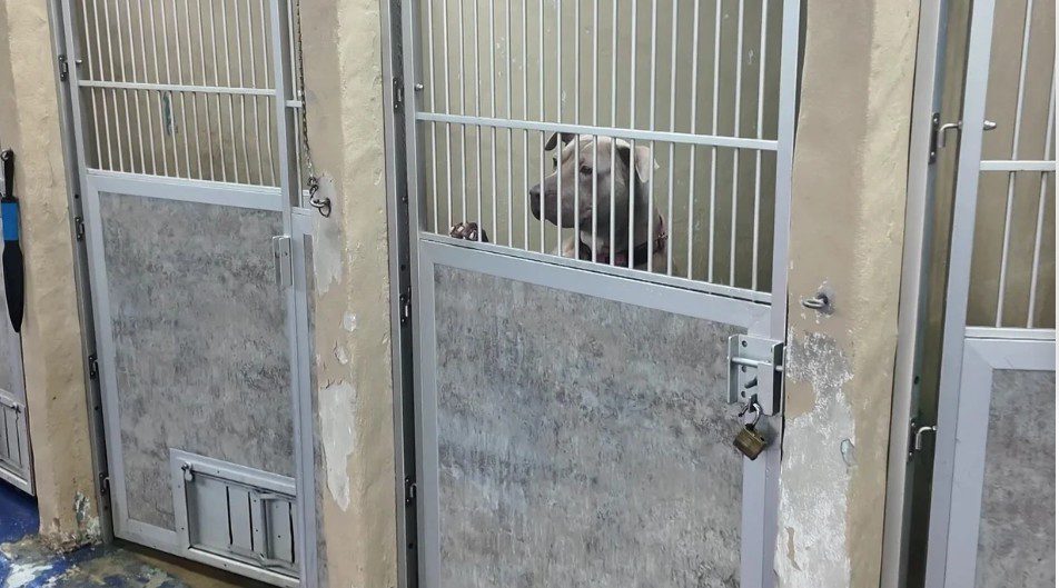 Overcrowded animal shelter in Newark faces grim deadline for dogs there too long Overcrowded animal shelter in Newark faces grim deadline for dogs there too long