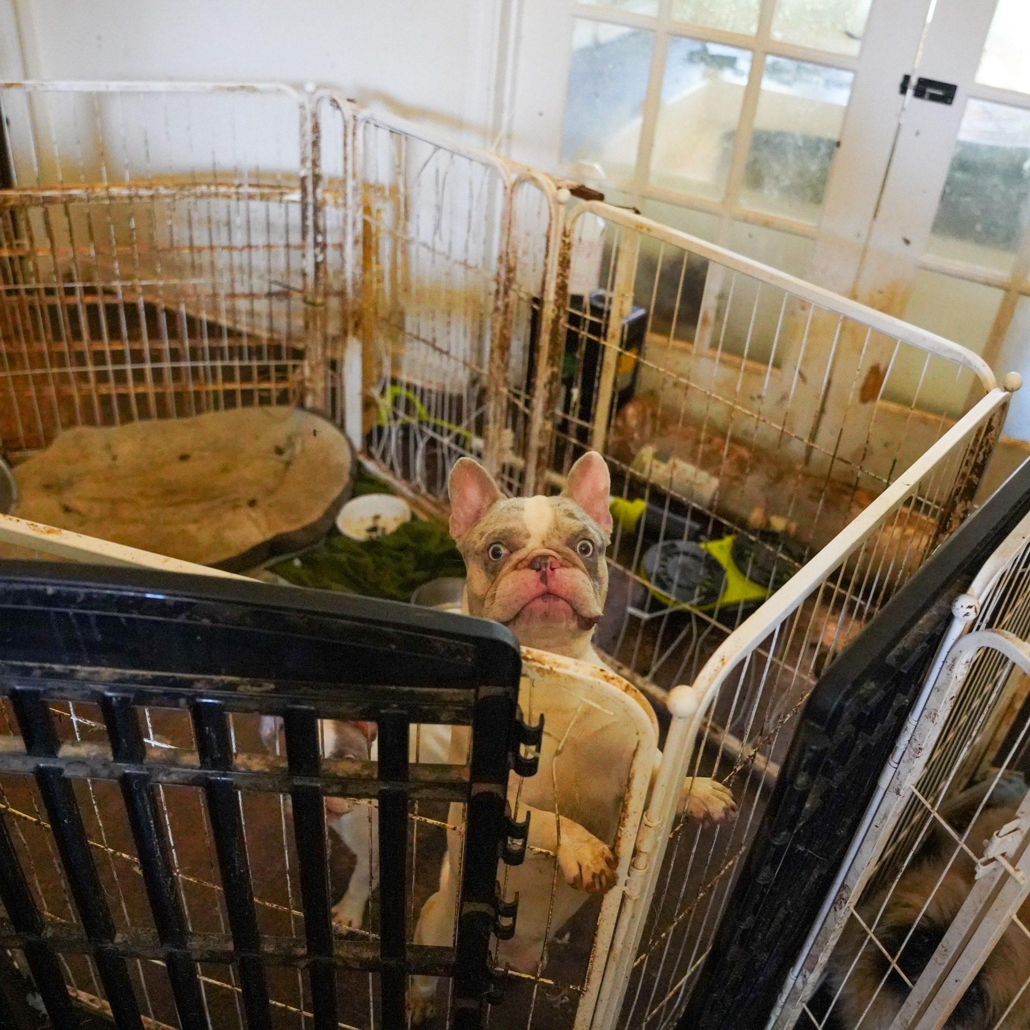 More than 80 French bulldogs and Pekingese rescued from nightmare conditions
