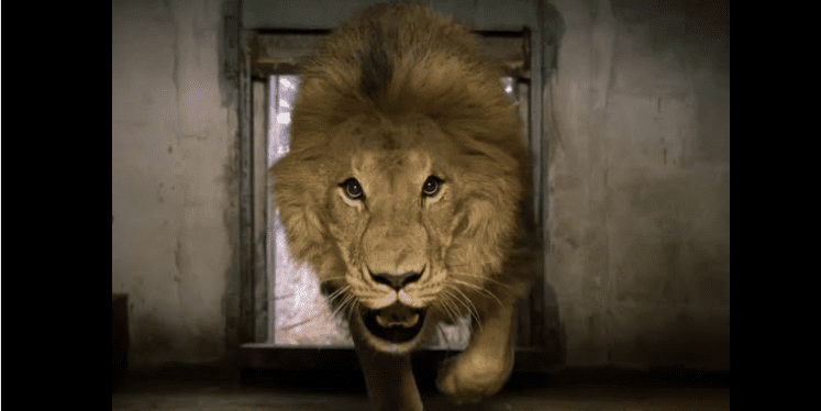 Danish zoo asking pet owners to donate rabbits, chickens and horses to feed captive predators