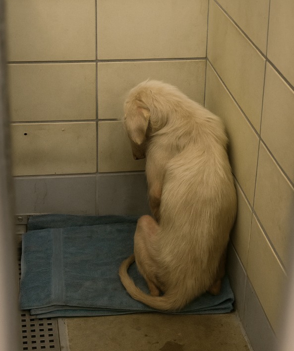 Heartbreaking: Confiscated from hoarders and finally able to wag her tail meeting visitors has now run out of time at Texas shelter Heartbreaking: Confiscated from hoarders and finally able to wag her tail meeting visitors has now run out of time at Texas shelter