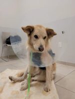 Golden retriever enroute to new home escaped along N.J. Turnpike for 15 miles found using thermal imagining drone