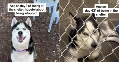 Ace shelter dog