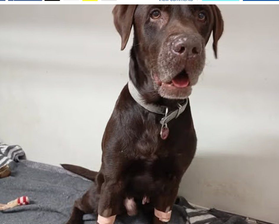 Guide dog rescued from shipwreck ordered to be euthanized because he didn’t have legal papers life spared