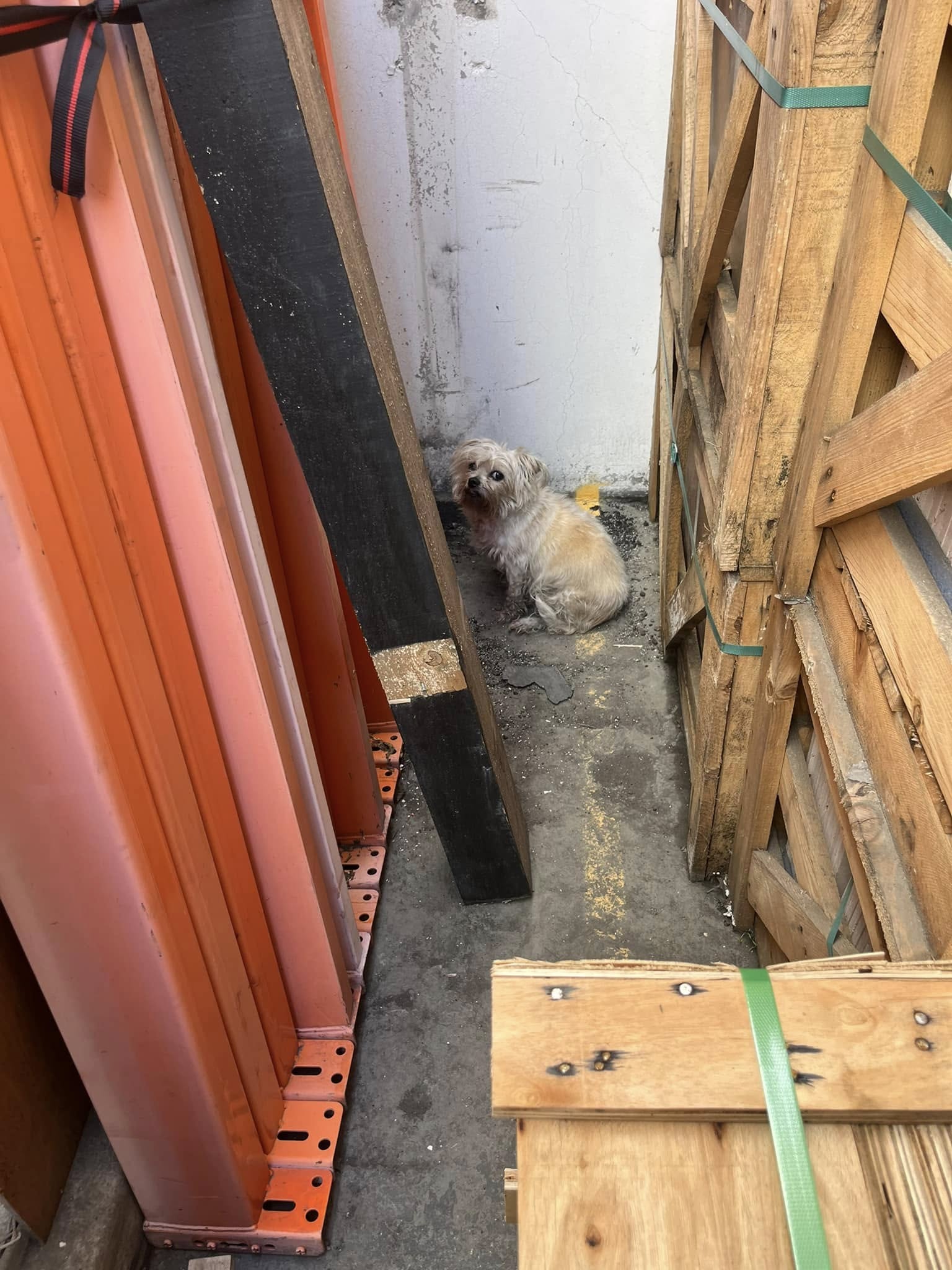 Hearts broke as lost pup shook inconsolably at job site until she jumped into rescuer’s arms