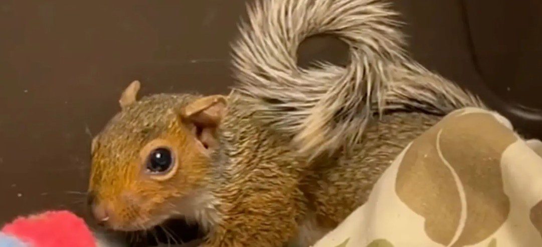 ‘Mean squirrel’ launches itself on humans terrorizing neighborhood in Bay Area ‘Mean squirrel’ launches itself on humans terrorizing neighborhood in Bay Area