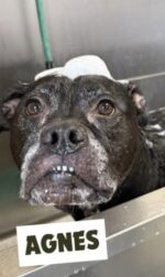 Dog’s body wiggles not just her tail as humans are Agnes’ favorite thing in the world but not today