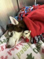 Heartbreaking update: Six month old puppy left in crate under bridge too weak to survive -2 people charged
