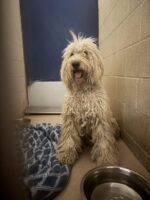 Bravest rescuers respond to airport personnel to save stray pregnant dog barely surviving