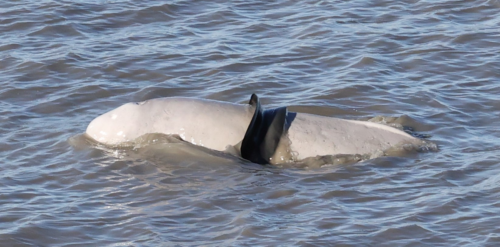 Responders prepared to help entangled beluga in Alaska but now it has disappeared