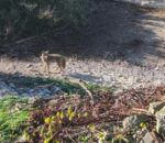 Coyote ‘Floyd’ who swam from San Francisco Bay to Alcatraz faces questionable fate by National Park Service