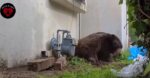550 pound black bear finally dispossessed from living under family’s home