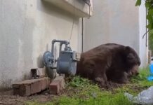 550 pound black bear finally dispossessed from living under family’s home